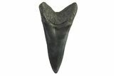 Fossil White Shark Tooth - South Carolina #332411-1